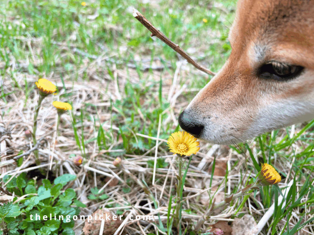 Dog sniffing at colorful spring wildflowers in a field, capturing the beauty of spring in Finland.