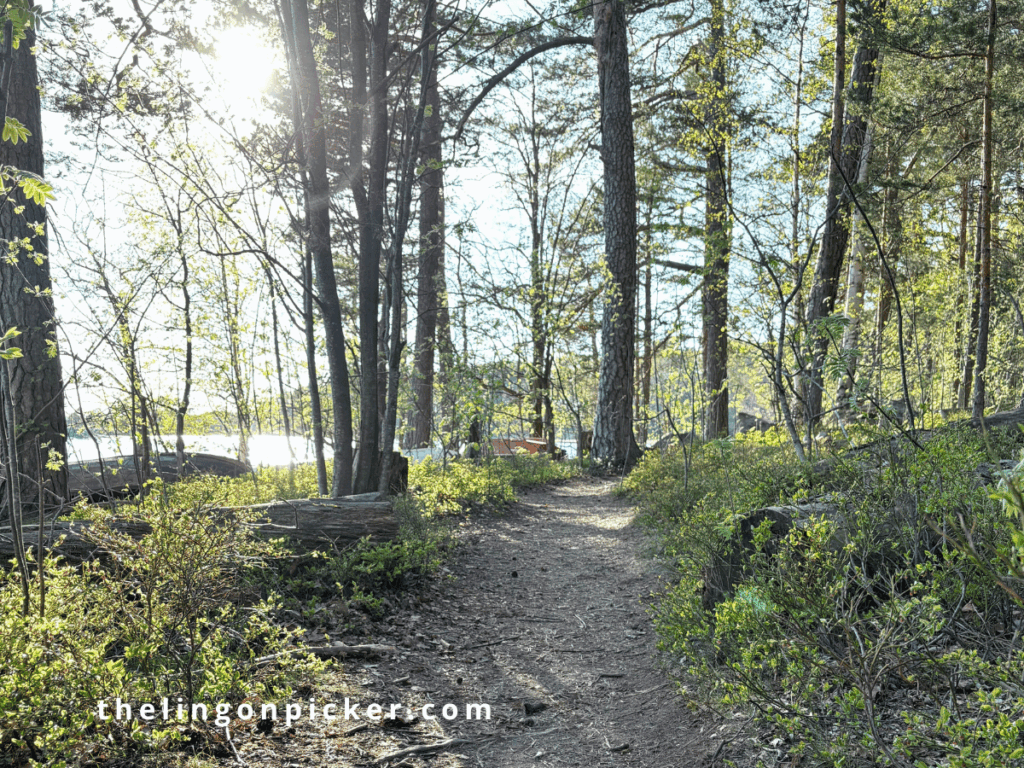 Spring in Finland: walking along a peaceful forest nature path, looking for signs of spring, surrounded by trees and fresh greenery.